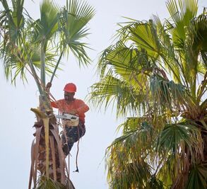 tree care services and solutions